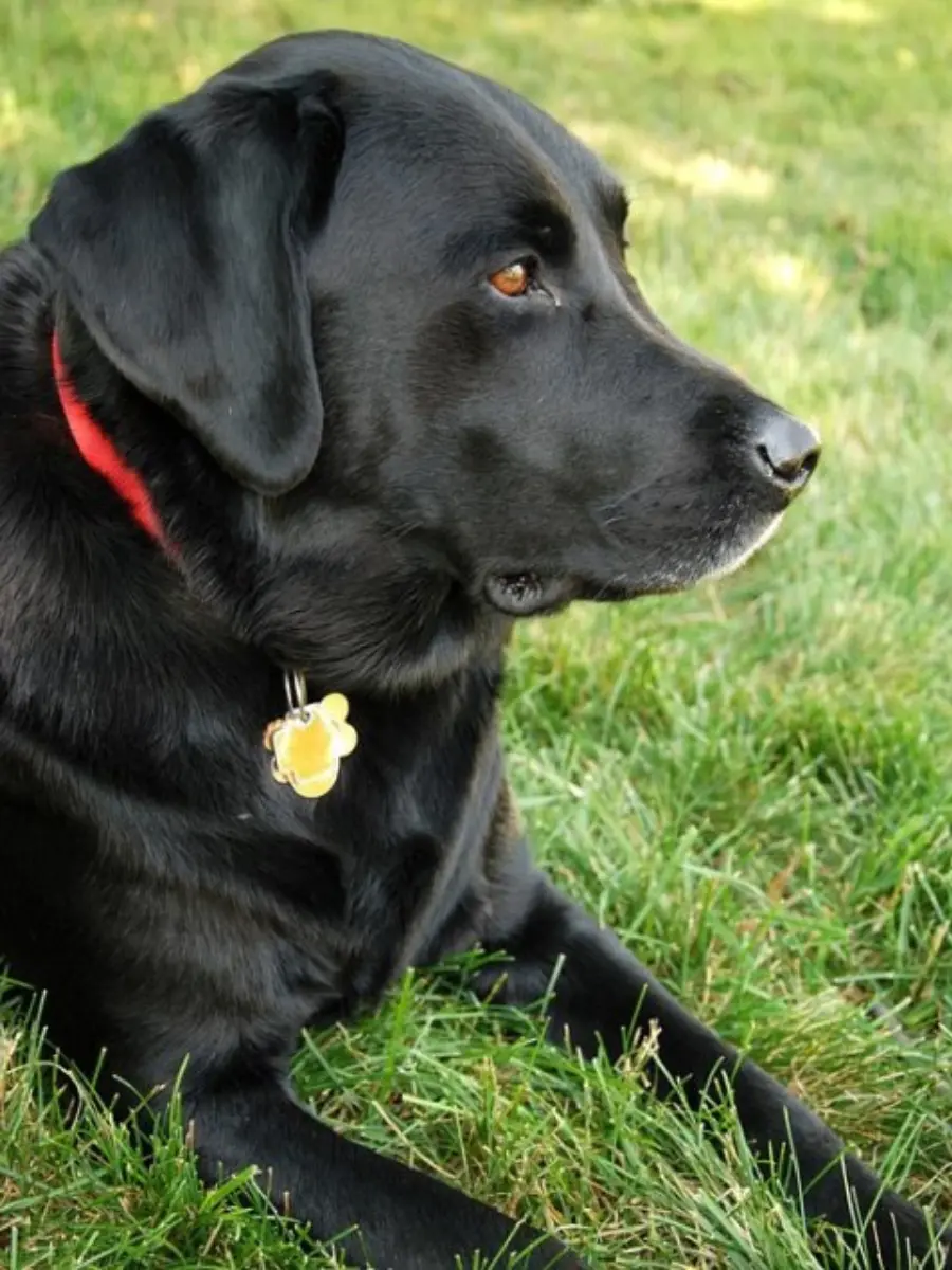 Original Pet Photo 1