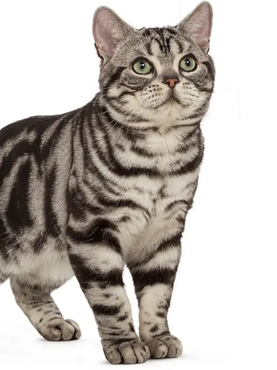 Original Pet Photo 2